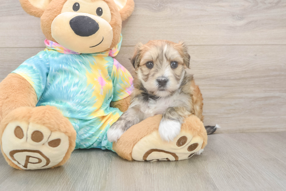Petite Morkie Designer Pup