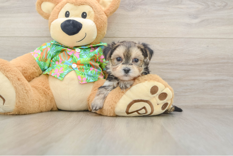 Best Morkie Baby