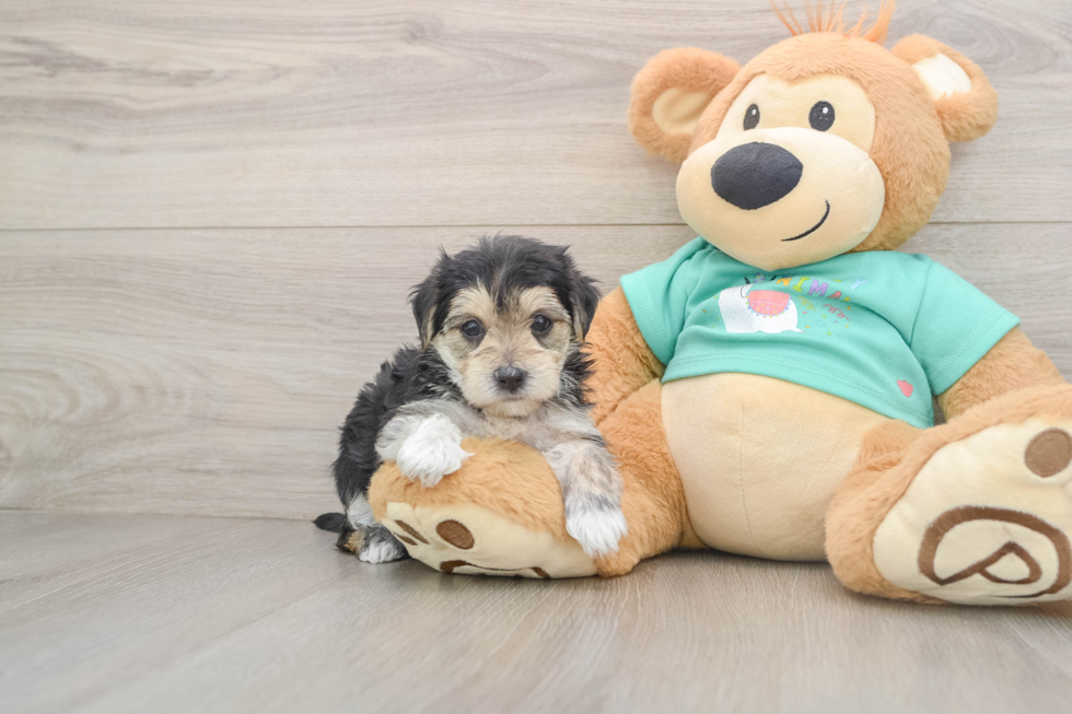 Adorable Yorktese Designer Puppy