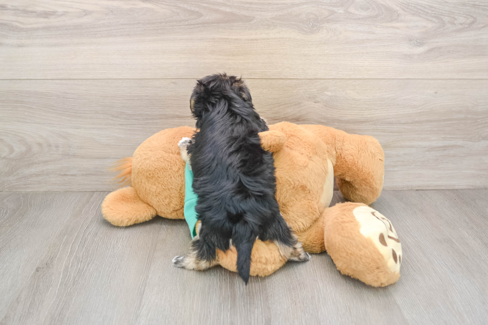 Happy Morkie Baby