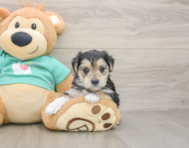 6 week old Morkie Puppy For Sale - Simply Southern Pups