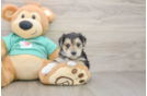 Morkie Puppy for Adoption