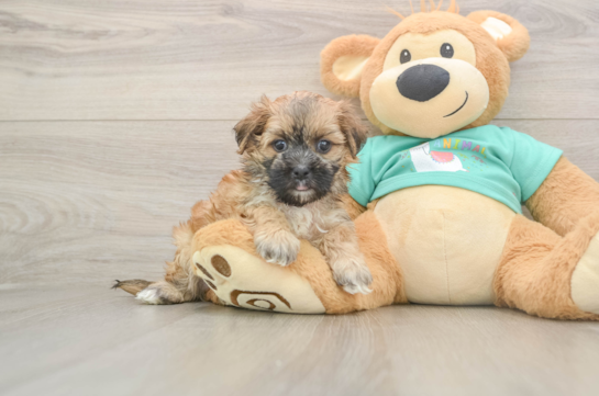 Morkie Puppy for Adoption