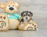 5 week old Morkie Puppy For Sale - Simply Southern Pups