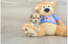 Smart Morkie Designer Pup