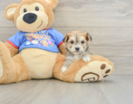 5 week old Morkie Puppy For Sale - Simply Southern Pups