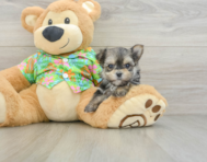 6 week old Morkie Puppy For Sale - Simply Southern Pups