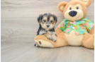 Best Morkie Baby