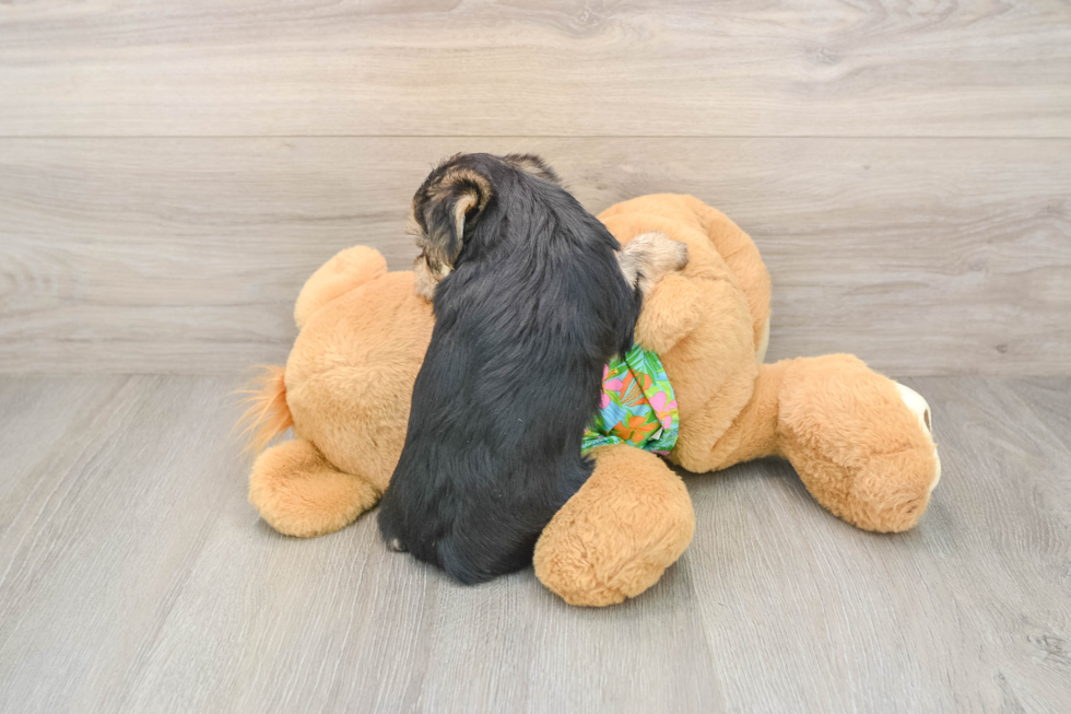 Petite Morkie Designer Pup