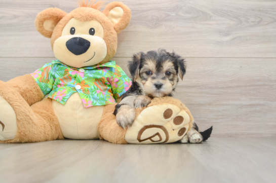 Petite Morkie Designer Pup