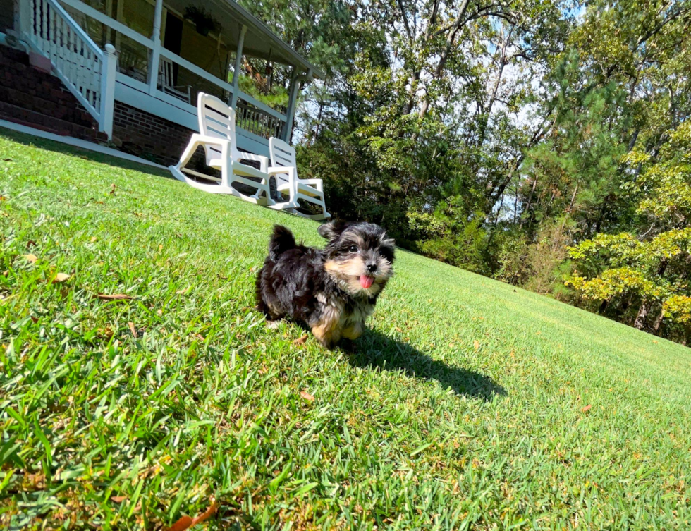 Morkie Pup Being Cute