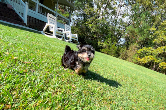 Morkie Pup Being Cute