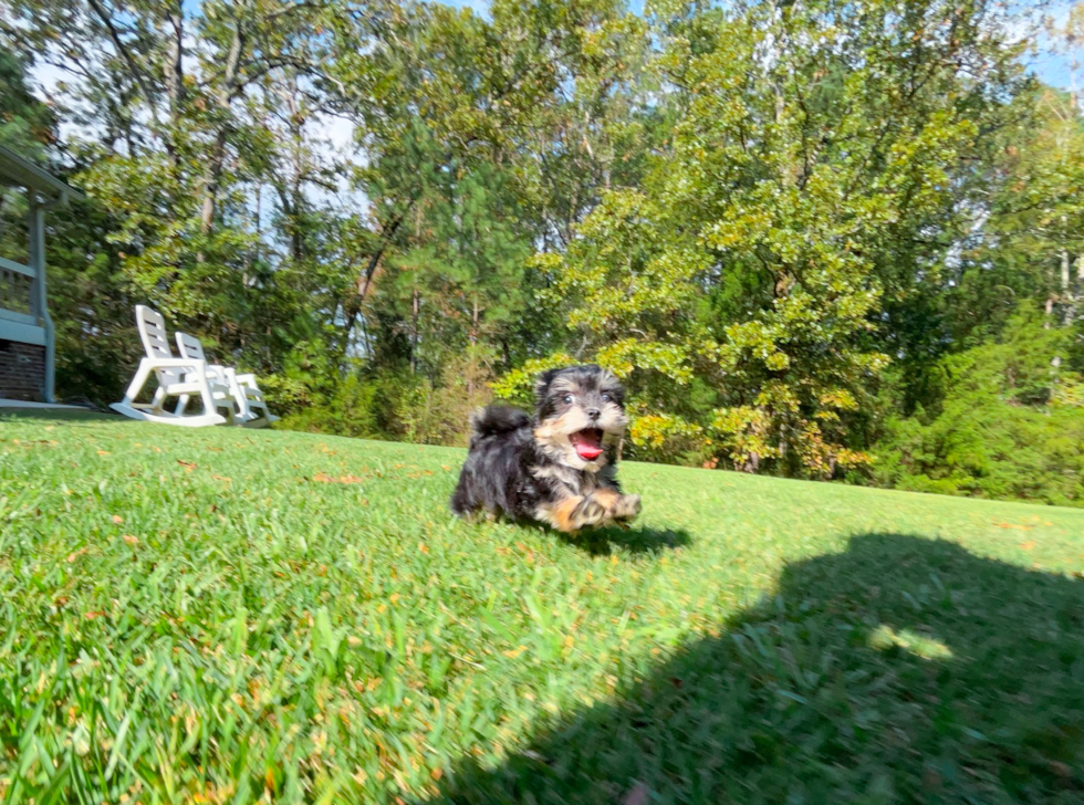 Morkie Puppy for Adoption