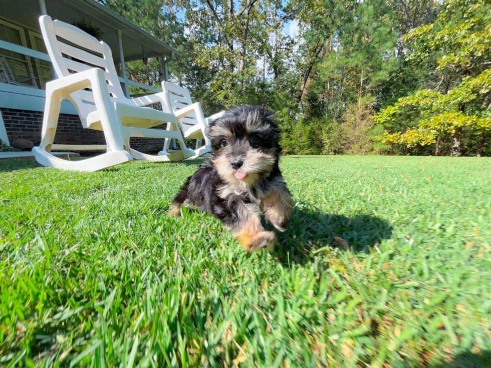 Best Morkie Baby