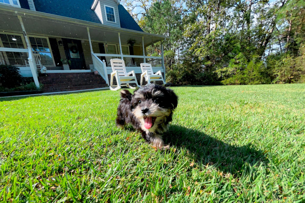 Best Morkie Baby