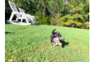 Morkie Pup Being Cute