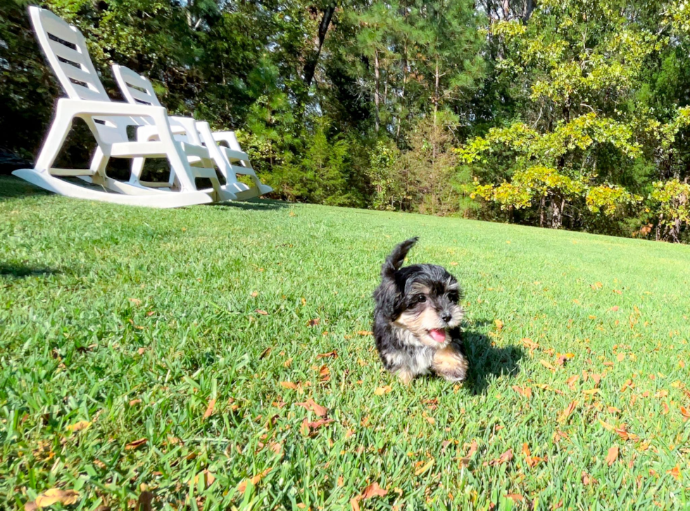 Morkie Pup Being Cute