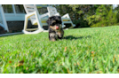 Cute Morkie Designer Pup