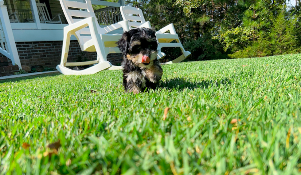 Cute Morkie Designer Pup