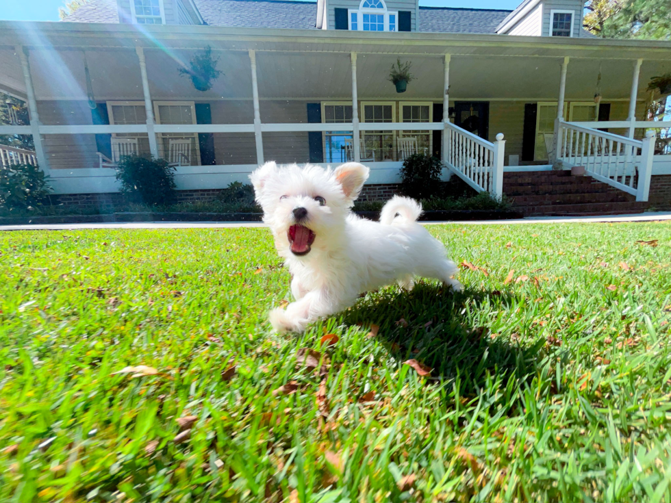 Morkie Puppy for Adoption