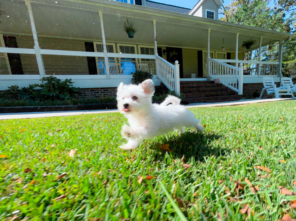 Cute Morkie Baby