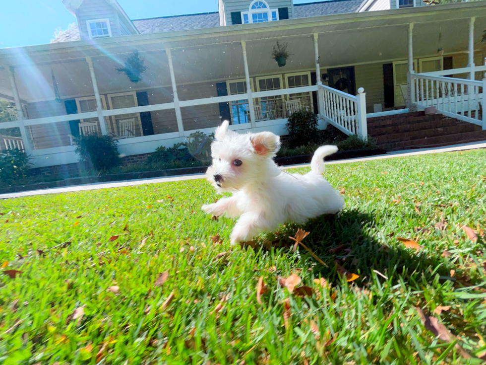 Cute Morkie Designer Pup