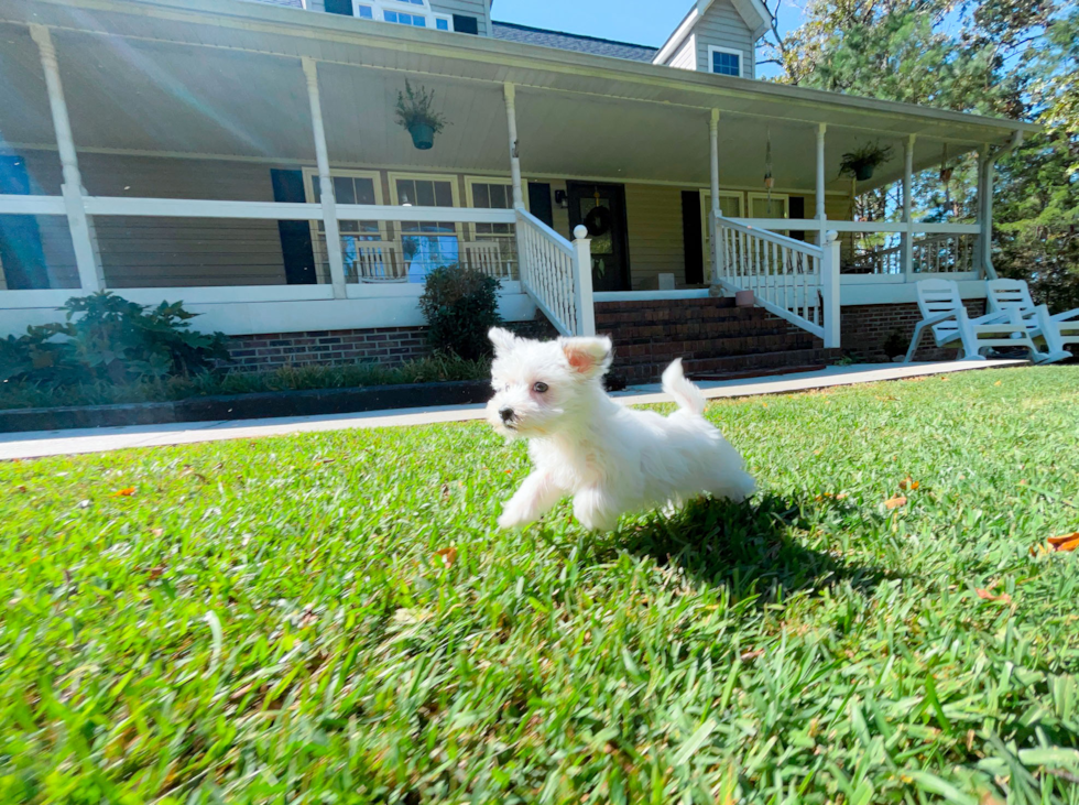 Cute Morkie Baby