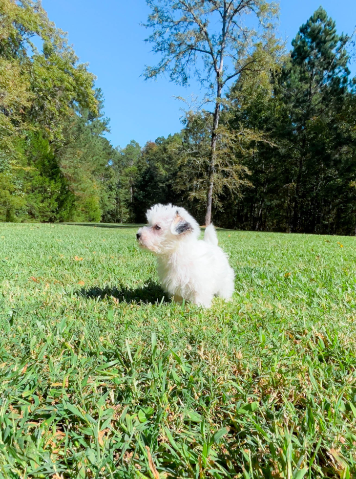 Morkie Puppy for Adoption