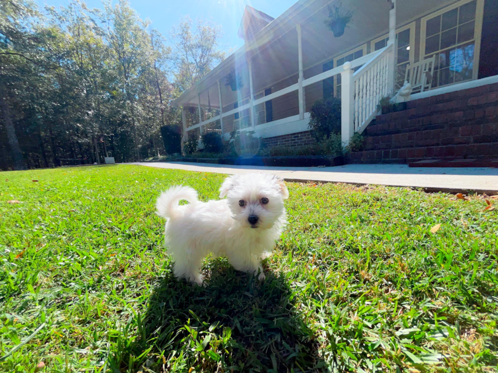 Cute Morkie Designer Pup