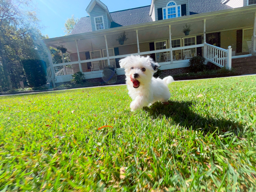 Best Morkie Baby