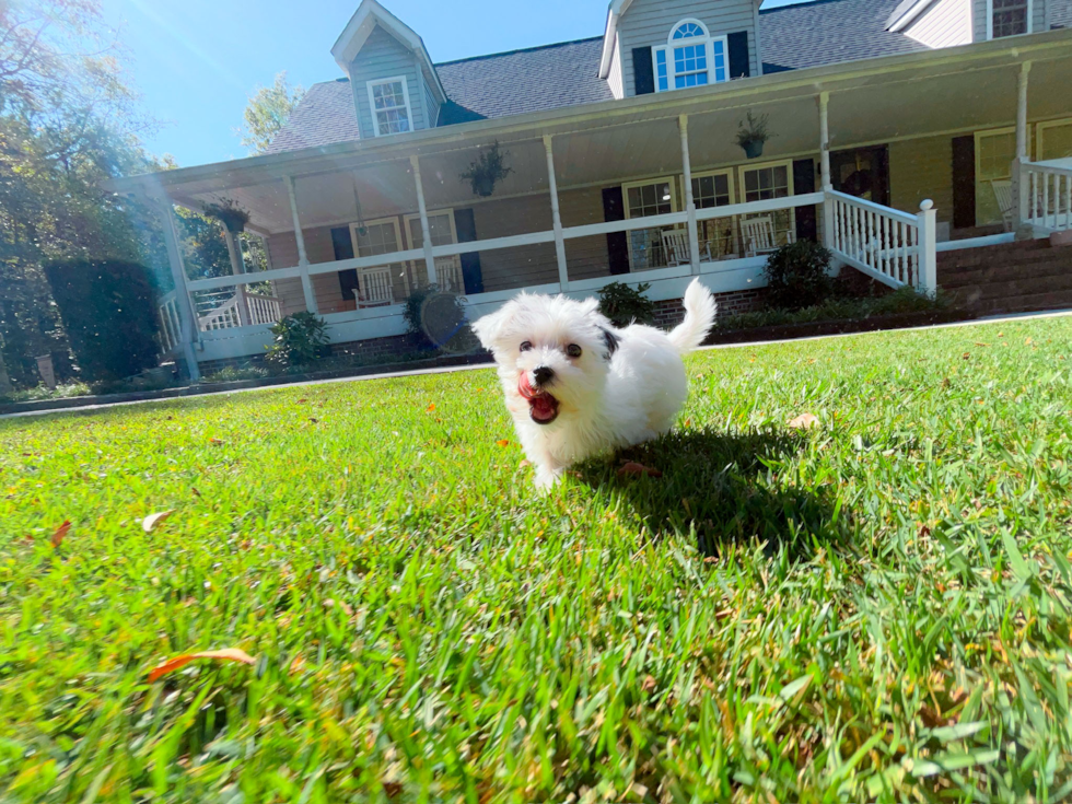 Best Morkie Baby