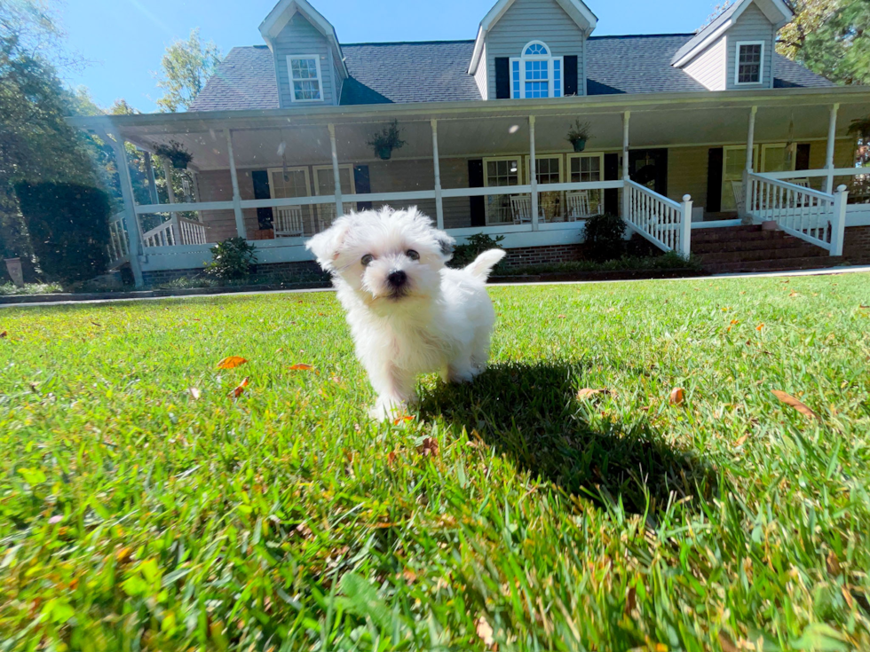 Cute Morkie Baby