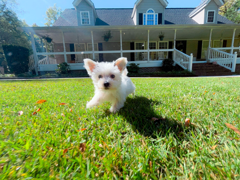 Morkie Puppy for Adoption