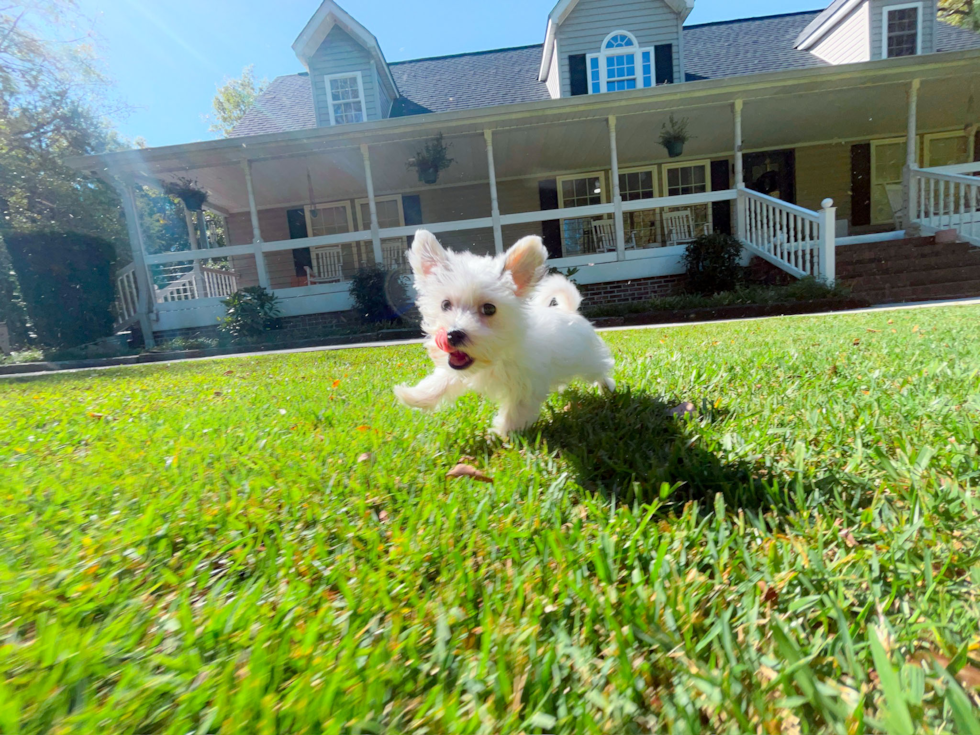 Morkie Puppy for Adoption