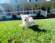 9 week old Morkie Puppy For Sale - Simply Southern Pups