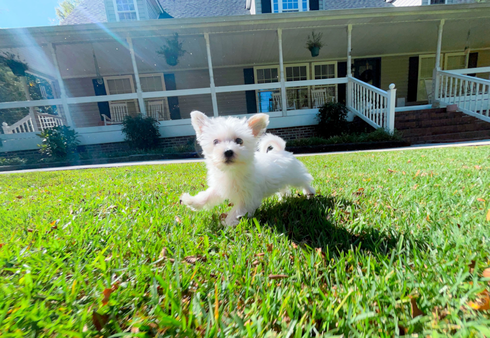 Cute Morkie Baby