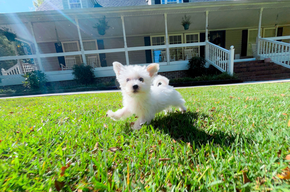 9 week old Morkie Puppy For Sale - Simply Southern Pups