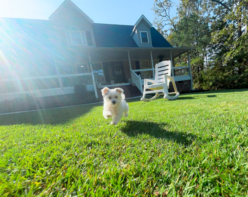 Best Morkie Baby