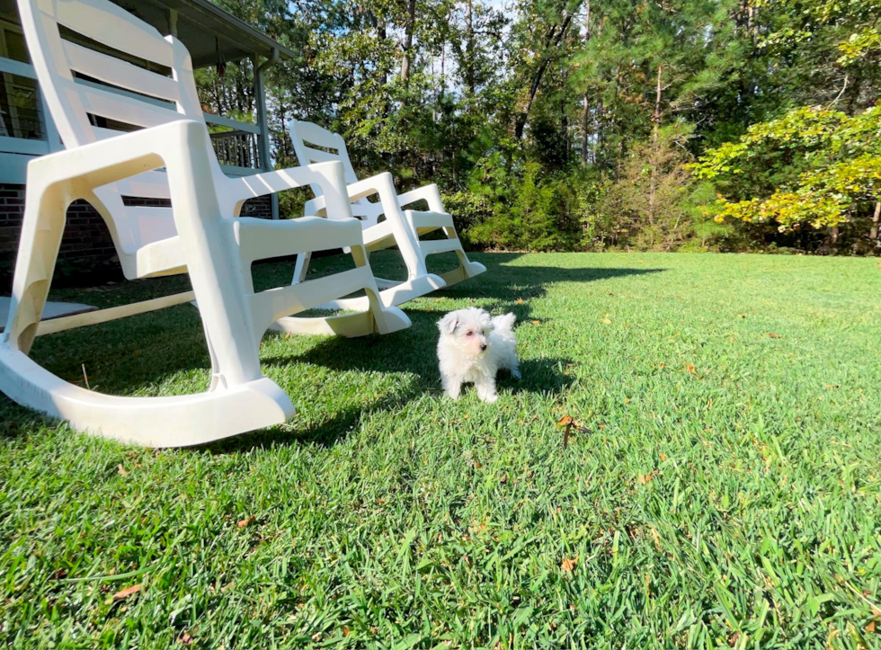 Morkie Pup Being Cute