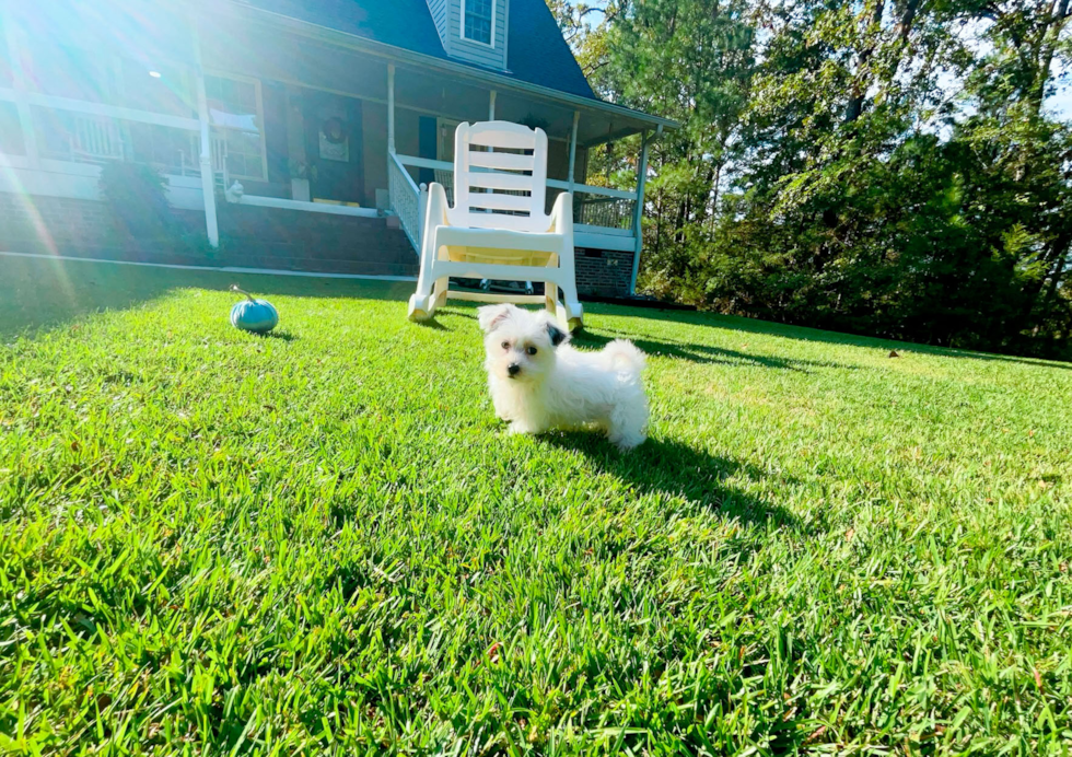 Morkie Puppy for Adoption