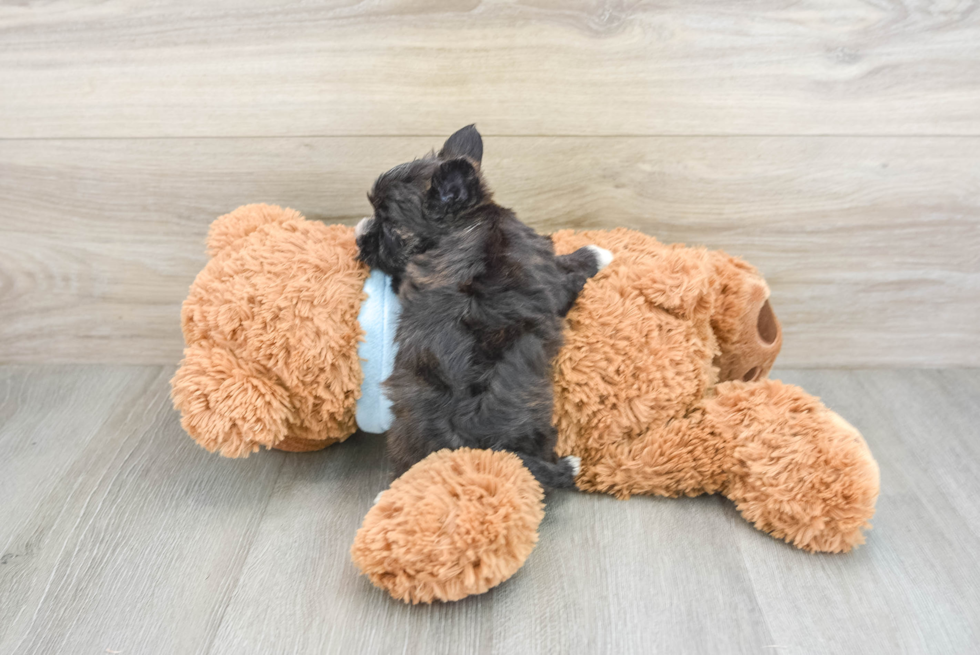 Morkie Pup Being Cute