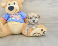 5 week old Morkie Puppy For Sale - Simply Southern Pups
