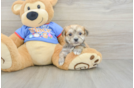 Morkie Puppy for Adoption