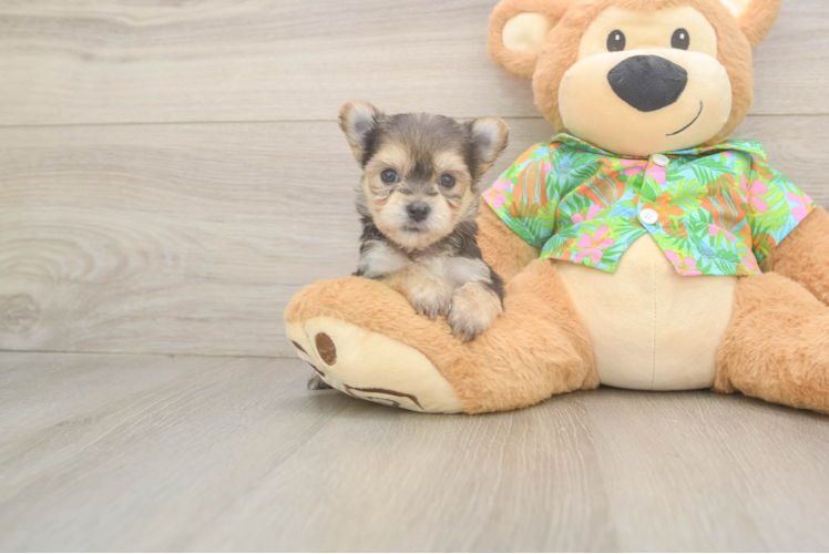 Morkie Puppy for Adoption