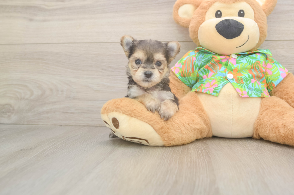6 week old Morkie Puppy For Sale - Simply Southern Pups