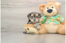 Morkie Puppy for Adoption