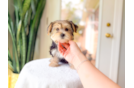 Morkie Puppy for Adoption