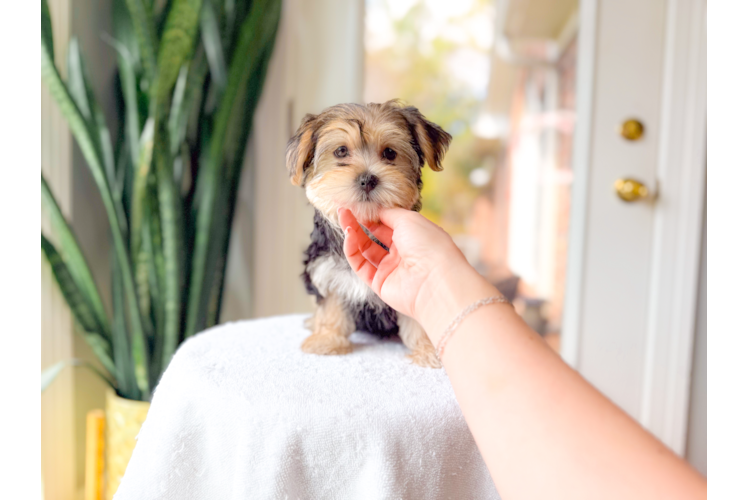 Cute Morkie Designer Pup