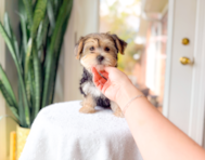 10 week old Morkie Puppy For Sale - Simply Southern Pups