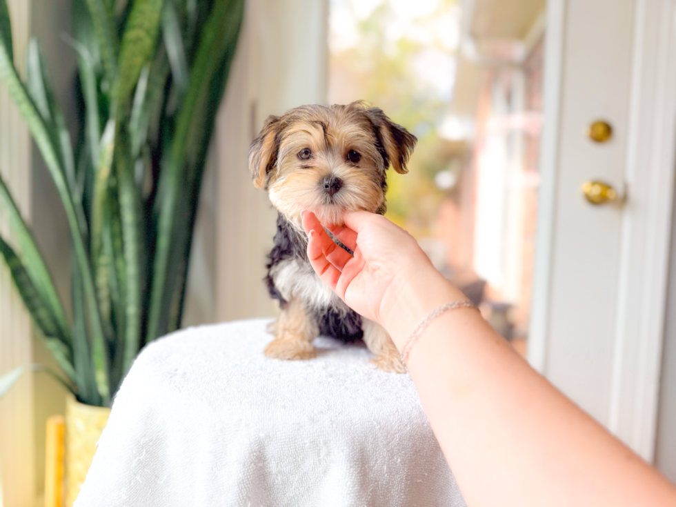 Cute Morkie Designer Pup